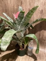 XL Aechmea fasciata Double Plants (6” pot) - Image 5