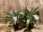 XL Aechmea fasciata Double Plants (6” pot) - Image 8