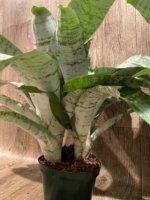 XL Aechmea fasciata Double Plants (6” pot) - Image 11