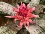 XL Aechmea fasciata Double Plants (6” pot) - Image 2