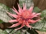 XL Aechmea fasciata Double Plants (6” pot)