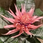XL Aechmea fasciata Double Plants (6” pot)