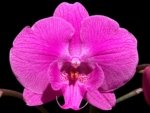 Multi Spikes Phalaenopsis I-Hsin Flaming Annie Big Lip (4.5" pot)