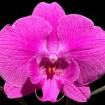 Multi Spikes Phalaenopsis I-Hsin Flaming Annie Big Lip (4.5" pot)