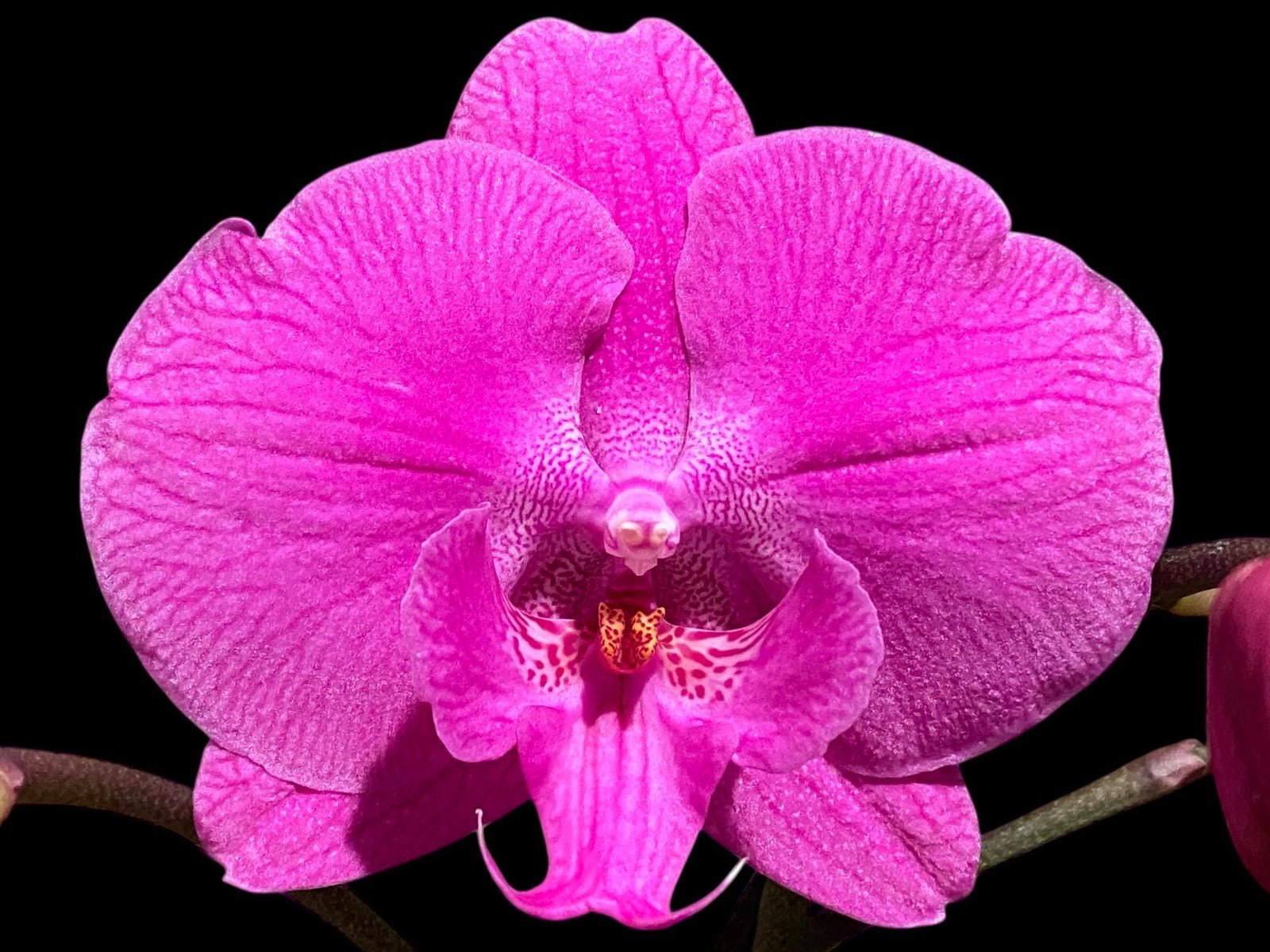il_fullxfull.8238246955_kcpq.jpg Multi Spikes Phalaenopsis I-Hsin Flaming Annie Big Lip (4.5" pot) - Image 1
