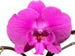 Multi Spikes Phalaenopsis I-Hsin Flaming Annie Big Lip (4.5" pot) - Image 2