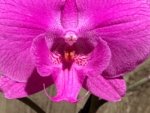 Multi Spikes Phalaenopsis I-Hsin Flaming Annie Big Lip (4.5" pot) - Image 4