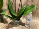 Multi Spikes Phalaenopsis I-Hsin Flaming Annie Big Lip (4.5" pot) - Image 12