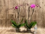 Multi Spikes Phalaenopsis I-Hsin Flaming Annie Big Lip (4.5" pot) - Image 7