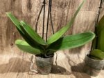 Multi Spikes Phalaenopsis I-Hsin Flaming Annie Big Lip (4.5" pot) - Image 11