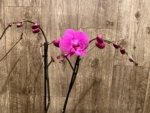 Multi Spikes Phalaenopsis I-Hsin Flaming Annie Big Lip (4.5" pot) - Image 6
