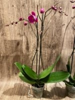 Multi Spikes Phalaenopsis I-Hsin Flaming Annie Big Lip (4.5" pot) - Image 10
