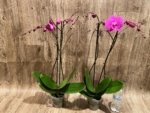 Multi Spikes Phalaenopsis I-Hsin Flaming Annie Big Lip (4.5" pot) - Image 8
