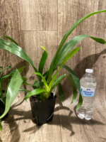 Fragrant Oncidium Heaven Scent ‘Redolence’ (3.5” Pot) - Image 6
