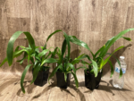 Fragrant Oncidium Heaven Scent ‘Redolence’ (3.5” Pot) - Image 2