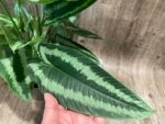 Schismatoglottis wallichii Variegated  (6.5” pot) - Image 2