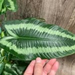 Schismatoglottis wallichii Variegated  (6.5” pot)
