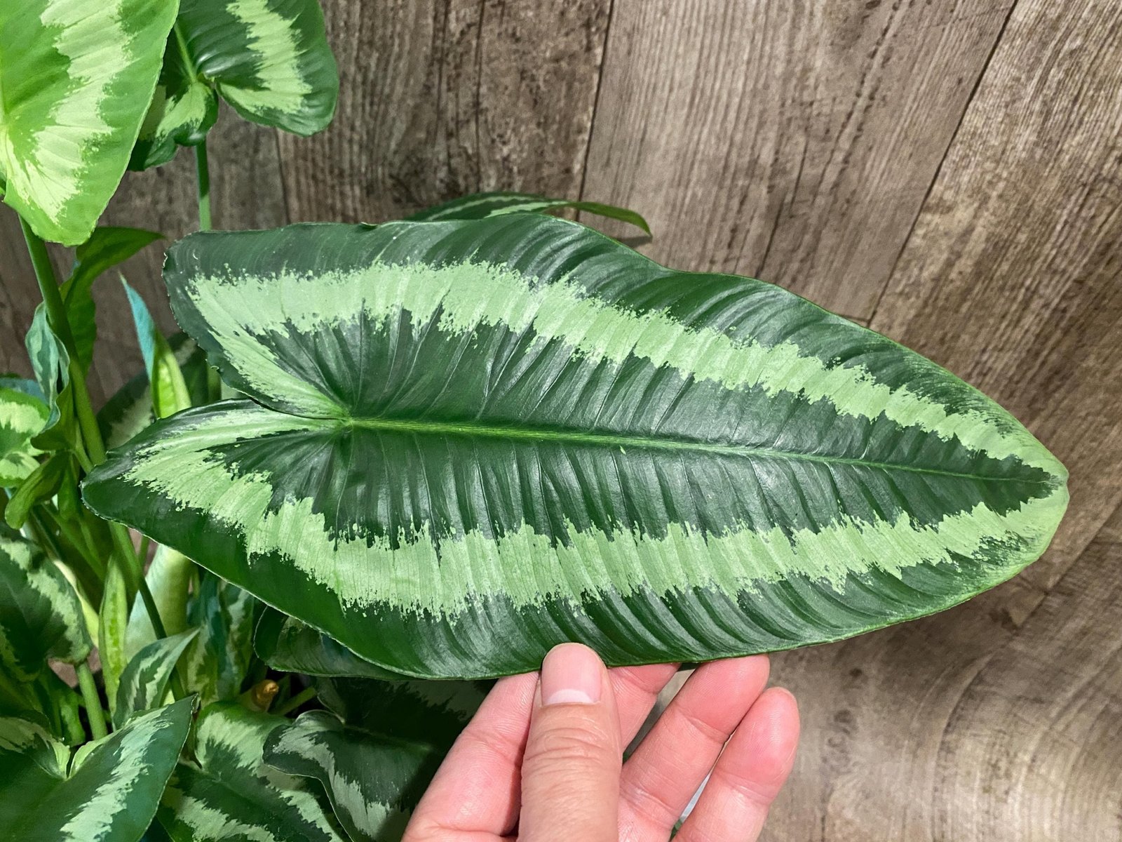 il_fullxfull.8246590650_79xm.jpg Schismatoglottis wallichii Variegated (6.5” pot) - Image 1