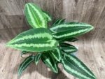 Schismatoglottis wallichii Variegated  (6.5” pot) - Image 4