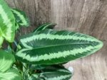 Schismatoglottis wallichii Variegated  (6.5” pot) - Image 7