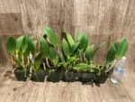 Bc. Island Charm (3.5” pot) - Image 3