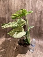 Rare Monstera Deliciosa 'Green Snow' Variegated Exact Plant (6.5” pot) - Image 5