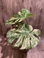 Rare Monstera Deliciosa 'Green Snow' Variegated Exact Plant (6.5” pot) - Image 6