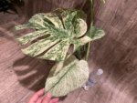 Rare Monstera Deliciosa 'Green Snow' Variegated Exact Plant (6.5” pot) - Image 7
