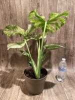 Rare Monstera Deliciosa 'Green Snow' Variegated Exact Plant (6.5” pot) - Image 4