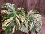 Rare Monstera Deliciosa 'Green Snow' Variegated Exact Plant (6.5” pot) - Image 9