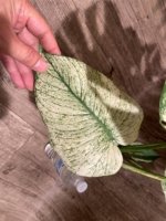 Rare Monstera Deliciosa 'Green Snow' Variegated Exact Plant (6.5” pot) - Image 12
