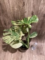 Rare Monstera Deliciosa 'Green Snow' Variegated Exact Plant (6.5” pot) - Image 18