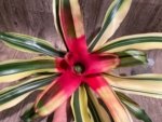 Bromeliad Variegated  (6” pot) - Image 2