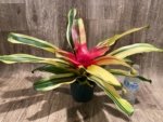 Bromeliad Variegated  (6” pot) - Image 3