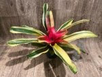Bromeliad Variegated  (6” pot) - Image 4