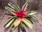 Bromeliad Variegated  (6” pot) - Image 6
