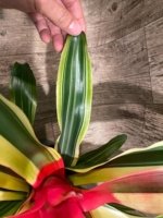 Bromeliad Variegated  (6” pot) - Image 14