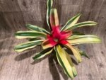 Bromeliad Variegated  (6” pot)