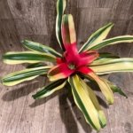 Bromeliad Variegated  (6” pot)