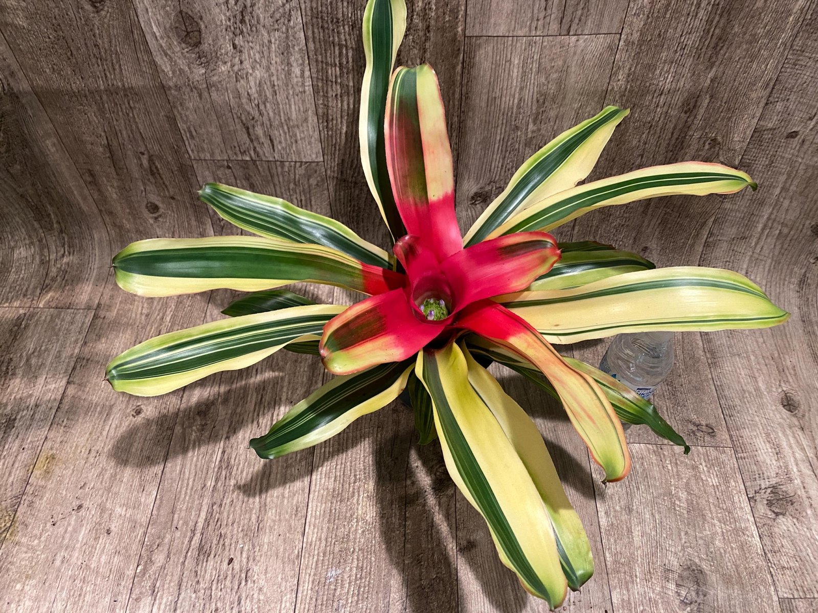 il_fullxfull.8259866784_ilej.jpg Bromeliad Variegated (6” pot) - Image 1