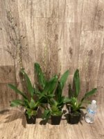 Double Spikes Oncidium Hilo Firecracker Sangria' (3.5” Pot) - Image 3
