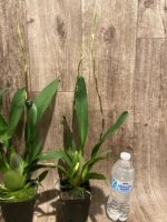 Double Spikes Oncidium Hilo Firecracker Sangria' (3.5” Pot) - Image 6