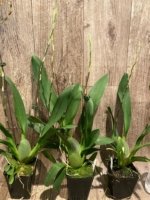 Double Spikes Oncidium Hilo Firecracker Sangria' (3.5” Pot) - Image 4
