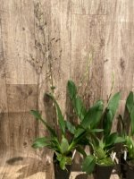 Double Spikes Oncidium Hilo Firecracker Sangria' (3.5” Pot) - Image 5