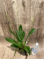 Quadruple Spikes Oncidium Hilo Firecracker Sangria' (3.5” Pot) - Image 2