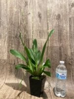 Quadruple Spikes Oncidium Hilo Firecracker Sangria' (3.5” Pot) - Image 3