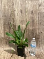 Quadruple Spikes Oncidium Hilo Firecracker Sangria' (3.5” Pot) - Image 4
