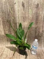 Quadruple Spikes Oncidium Hilo Firecracker Sangria' (3.5” Pot) - Image 5