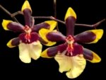 IN SPIKE Oncidium Wildcat 'Rainbow' (3.5” pot)