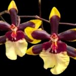 IN SPIKE Oncidium Wildcat 'Rainbow' (3.5” pot)